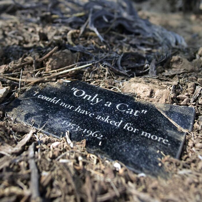 This Instagram Account Shows Us What Pet Cemeteries Tell Us About Human Emotions (23 Pics)