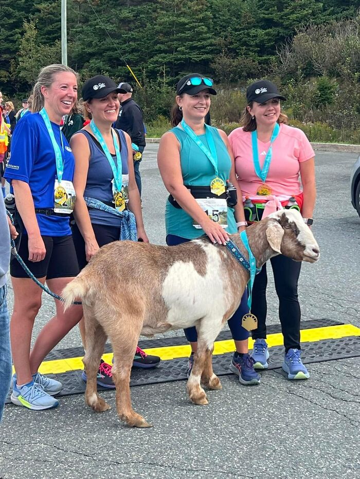 Local Goat Accidentally Enters A Half Marathon In Newfoundland And Wins A Medal