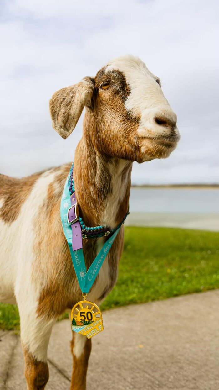 Local Goat Accidentally Enters A Half Marathon In Newfoundland And Wins A Medal