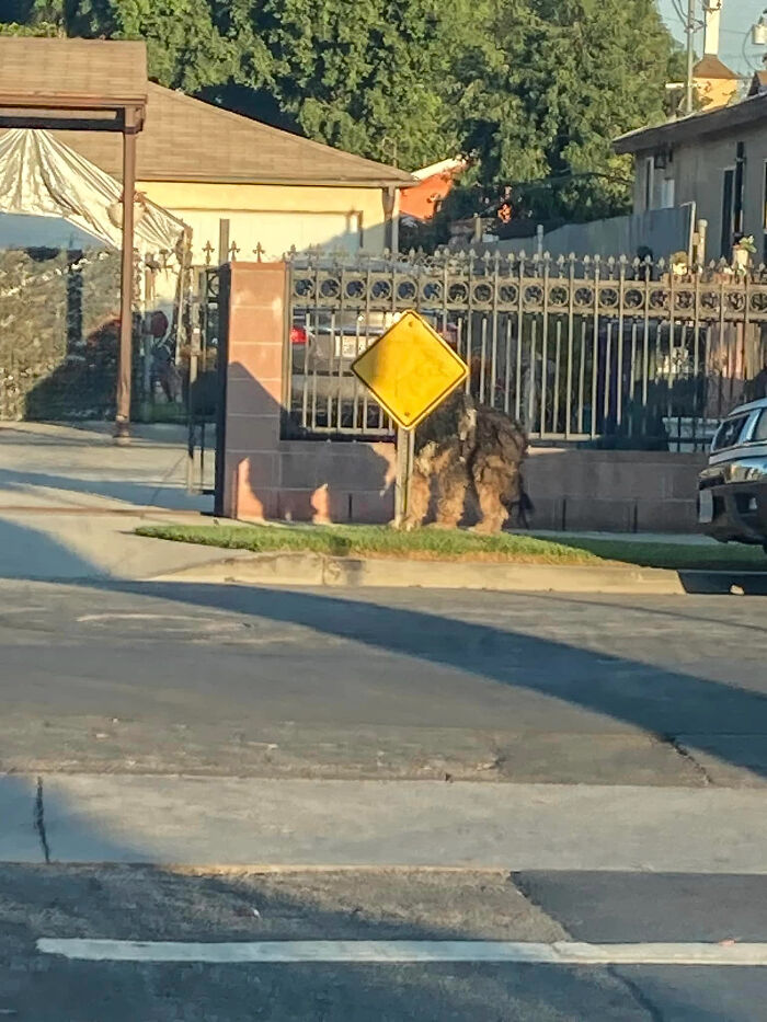 Neighbors Teamed Up To Save A Giant, Abandoned Dog And Then Gave Him A Stunning Makeover