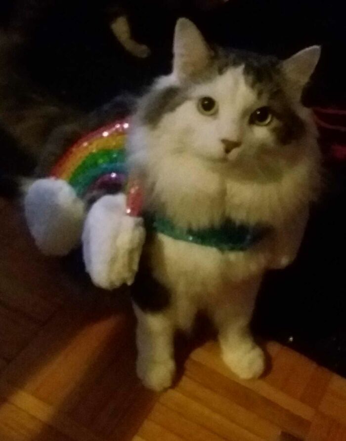 Fluffy Wearing A Rainbow With Clouds Costume