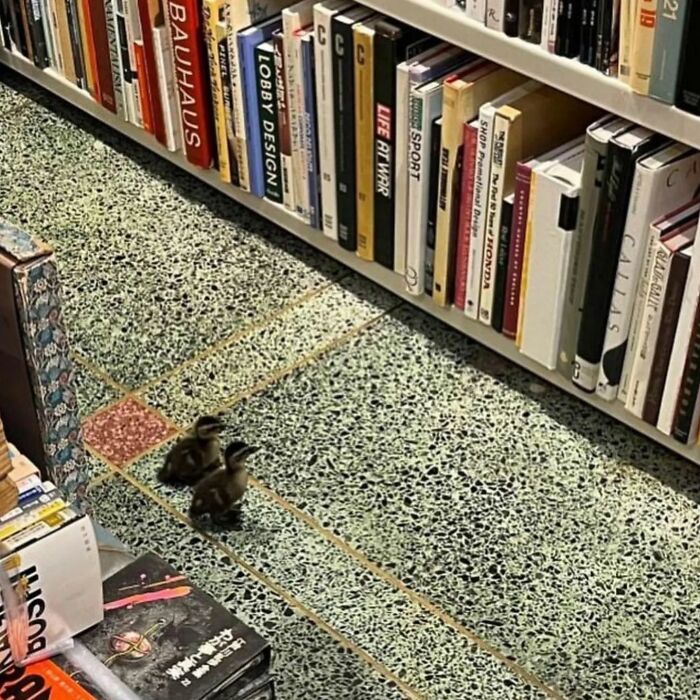 Two ducklings wander between bookshelves in a library. Adorable weird images.