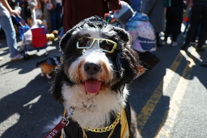 Spooky-Dog-Halloween-Parade