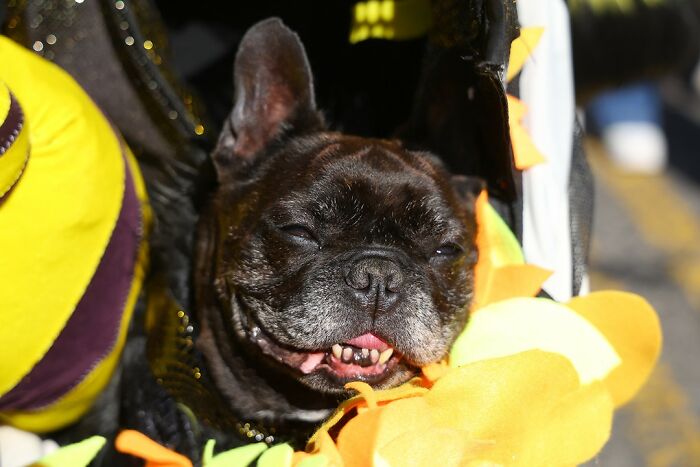 Spooky-Dog-Halloween-Parade