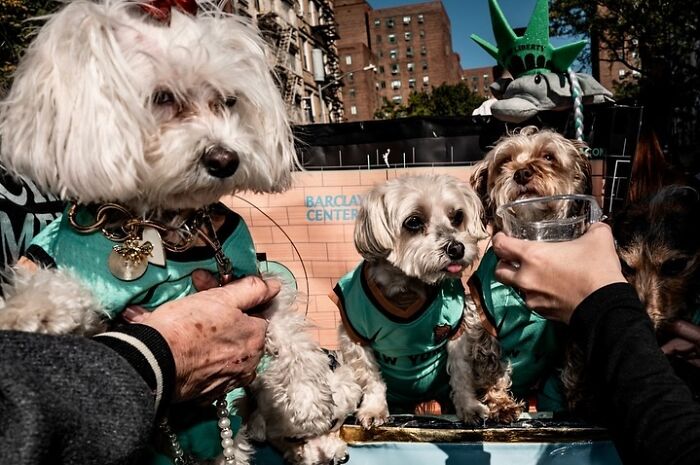 Spooky-Dog-Halloween-Parade