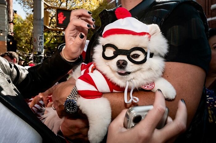 Spooky-Dog-Halloween-Parade