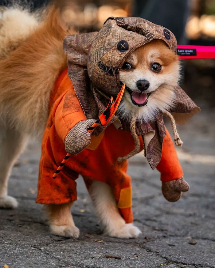 Spooky-Dog-Halloween-Parade