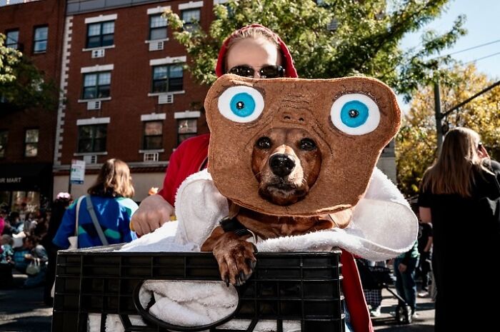 Spooky-Dog-Halloween-Parade