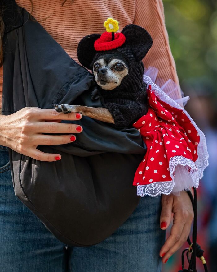 Spooky-Dog-Halloween-Parade