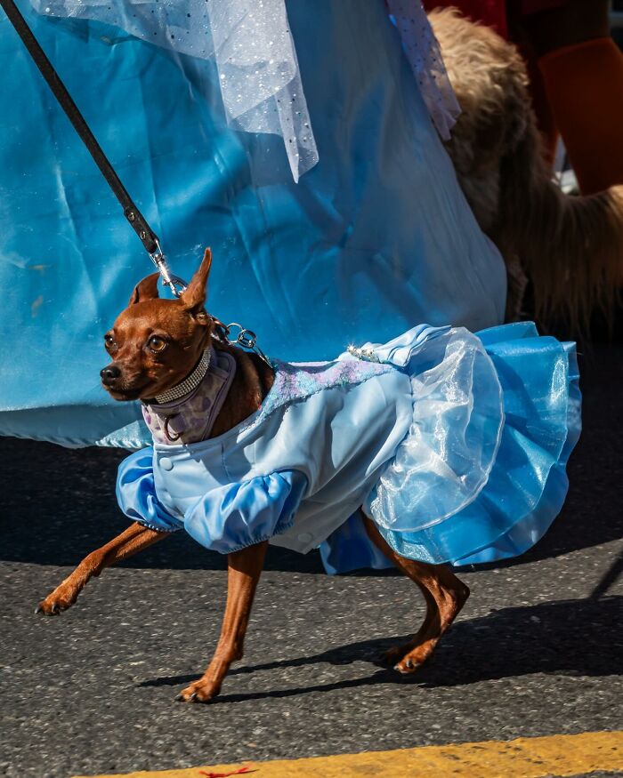 Spooky-Dog-Halloween-Parade