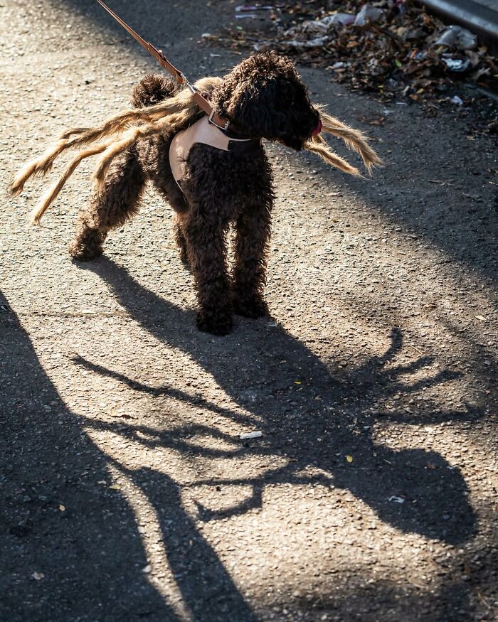 Spooky-Dog-Halloween-Parade