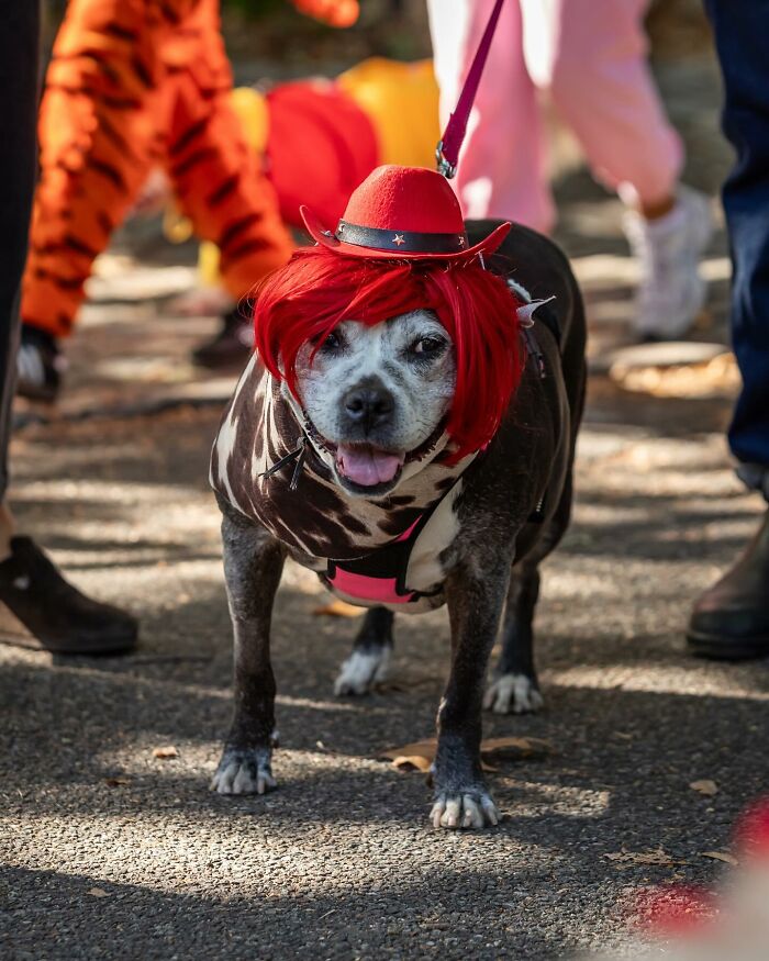 Spooky-Dog-Halloween-Parade