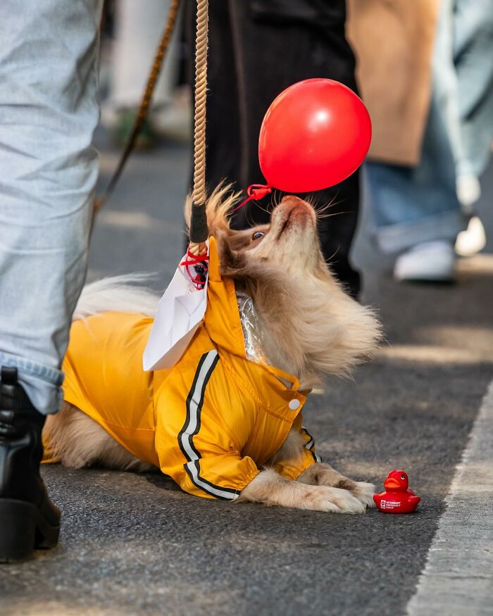 Spooky-Dog-Halloween-Parade