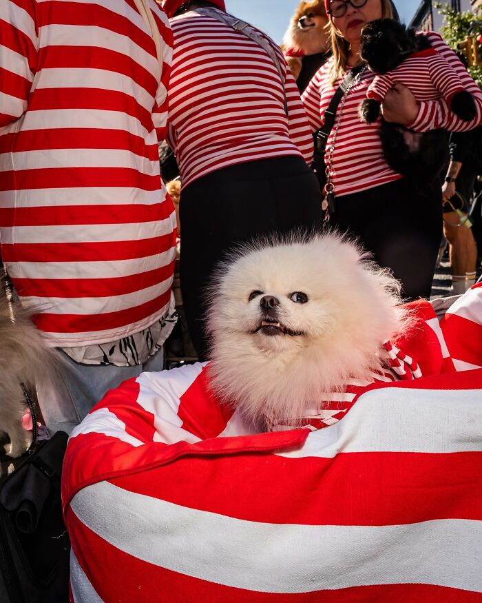 Spooky-Dog-Halloween-Parade