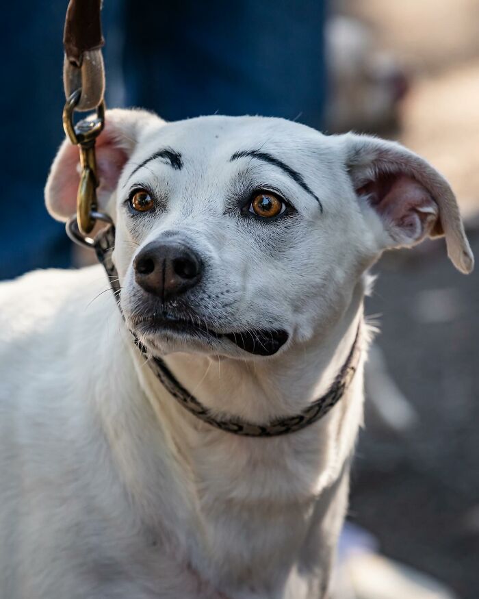 Spooky-Dog-Halloween-Parade