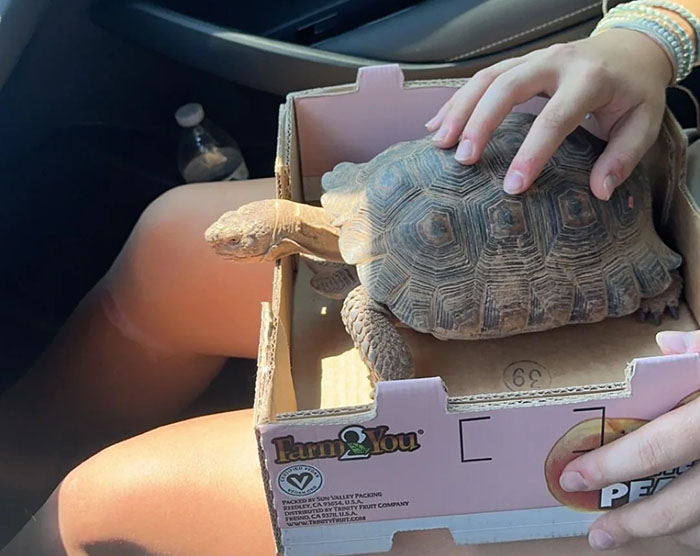 People Online Are Obsessed With This Cute Tortoise And His Owner, Who Got A Matching Manicure