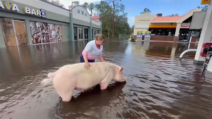 Pig Who Was Left Tied To Petrol Station Before Hurricane Gets Rescued, And People Online Love It