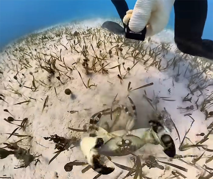 People Online Are Very Amused By This Crab Who Stole A Camera And Went On Filming His Adventures