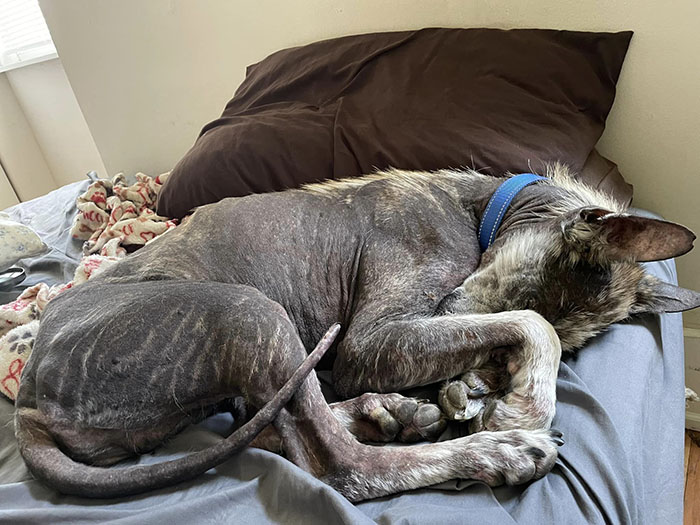 Terribly Neglected Dog Gets Rescued, Reveals His Full Beauty When He Heals And Grows Back His Fur