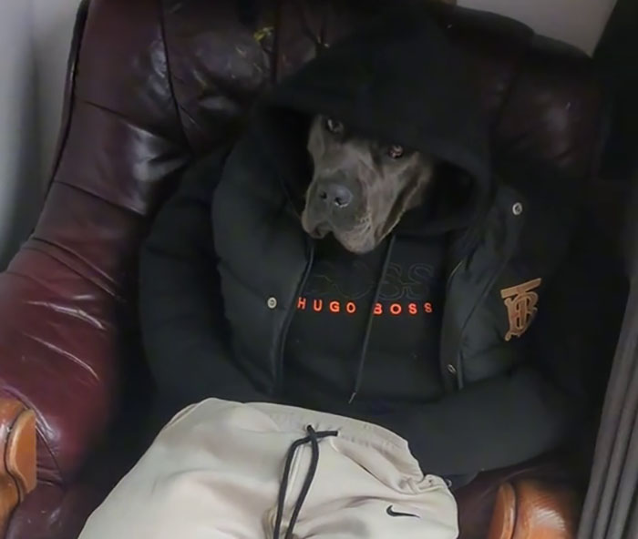 Hilarious Videos Of Mist The Cane Corso Dressed As Human Go Viral, Earn Her Over 1K A Month