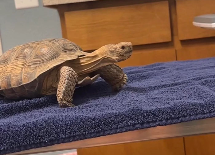 People Online Are Obsessed With This Cute Tortoise And His Owner, Who Got A Matching Manicure