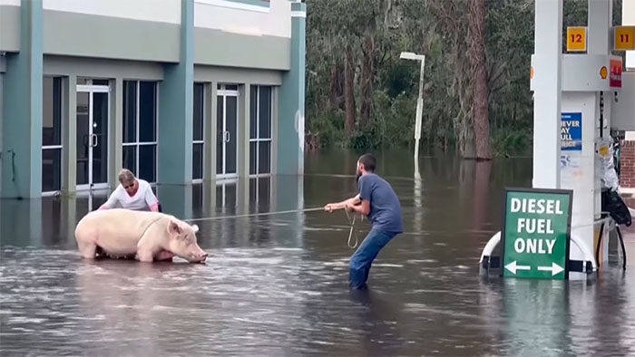 Pig Who Was Left Tied To Petrol Station Before Hurricane Gets Rescued, And People Online Love It