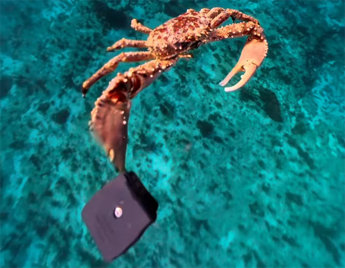 People Online Are Very Amused By This Crab Who Stole A Camera And Went On Filming His Adventures