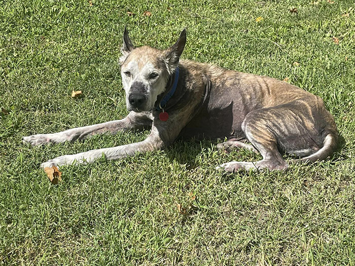 Terribly Neglected Dog Gets Rescued, Reveals His Full Beauty When He Heals And Grows Back His Fur