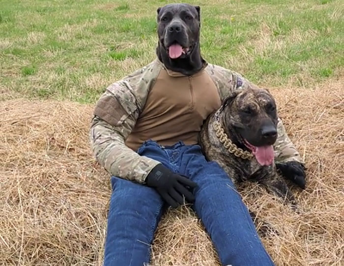 Hilarious Videos Of Mist The Cane Corso Dressed As Human Go Viral, Earn Her Over 1K A Month