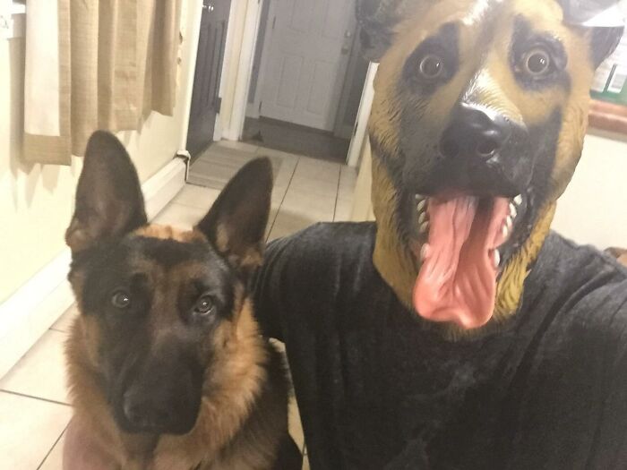  This Dog Halloween Mask Is Leaving At Least One Pup Traumatized This Halloween