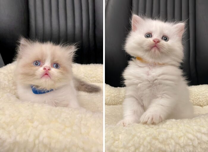 Please Tell Us These Newborn Pet Colars Come With This Fluffy White Kitty?