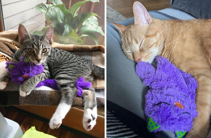 Stress Relief For Your Feline Friend: This Purr Pillow Kitty Soothing Toy Is The Answer