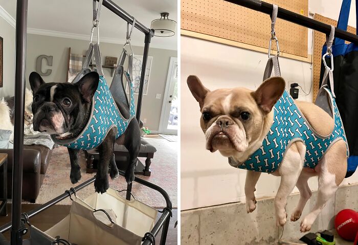 These Doggos Look Anything But Happy To Be In Their Dog Grooming Hammock , But We Love The Pictures Though!