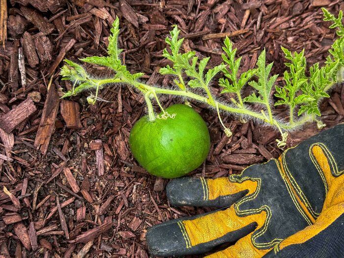 The Watermelon I Spent All Spring/Summer Growing