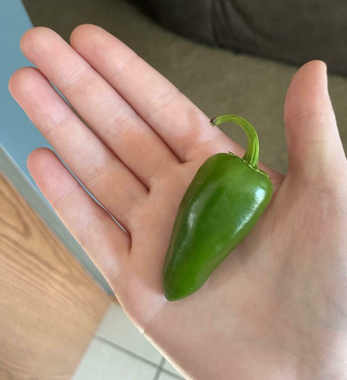 The Only Pepper From My Garden After 5 Months