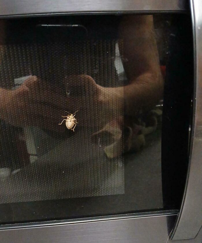 This Stink Bug Is In Between The Glass Of The Microwave. Not On The Outside, Not On The Inside. In Between. No Clue What To Do