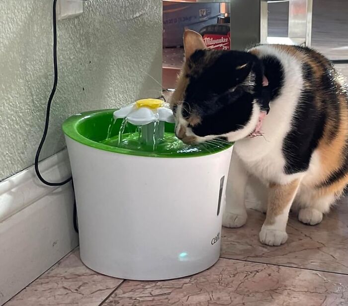 Ired Of Your Cat Batting At Their Water Bowl Like It's A Toy? This Catit Flower Fountain With Its Gentle Flowing Water Will Entice Even The Pickiest Of Drinkers