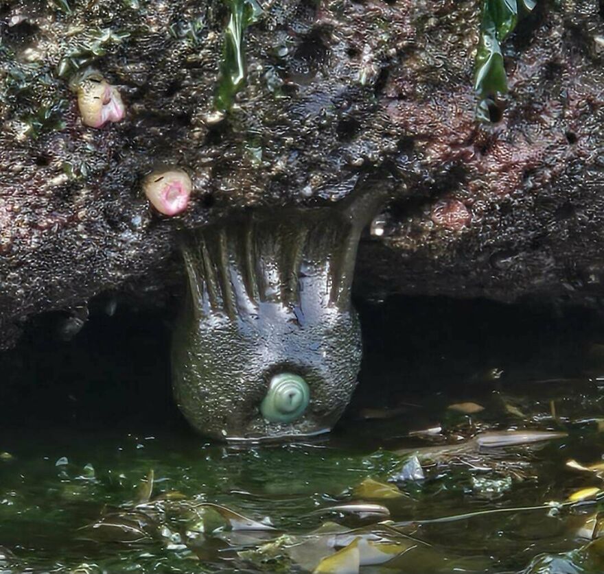 Saw This "Sea Anemone" In A Tidal Pool In The Pacific Northwest