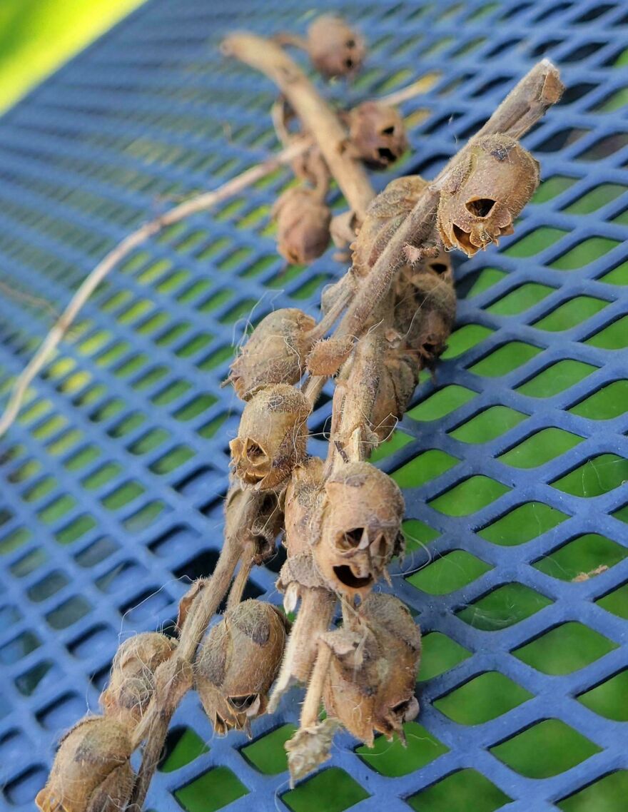 This Dried Plant That Looks Like Tortured Souls