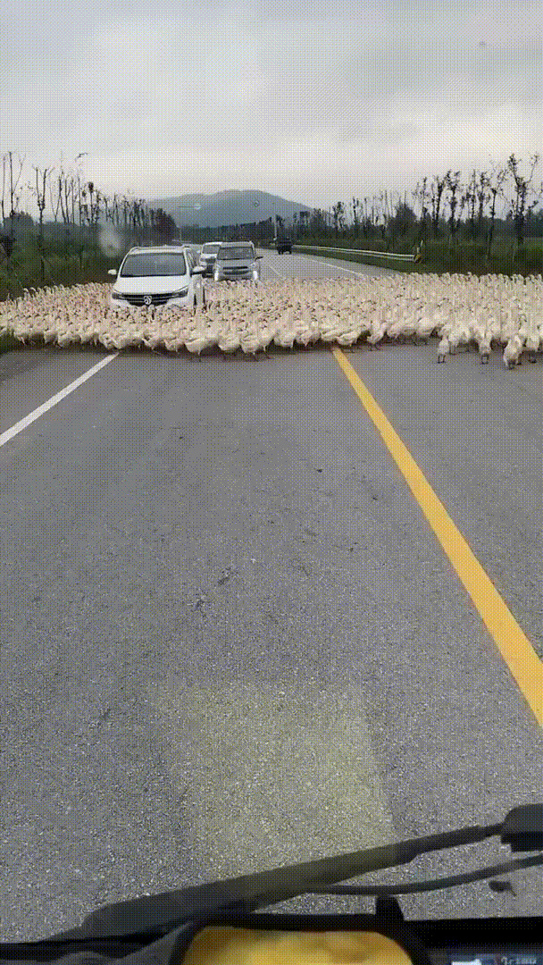 Hundreds Of Ducks Surrounding One Particular Car