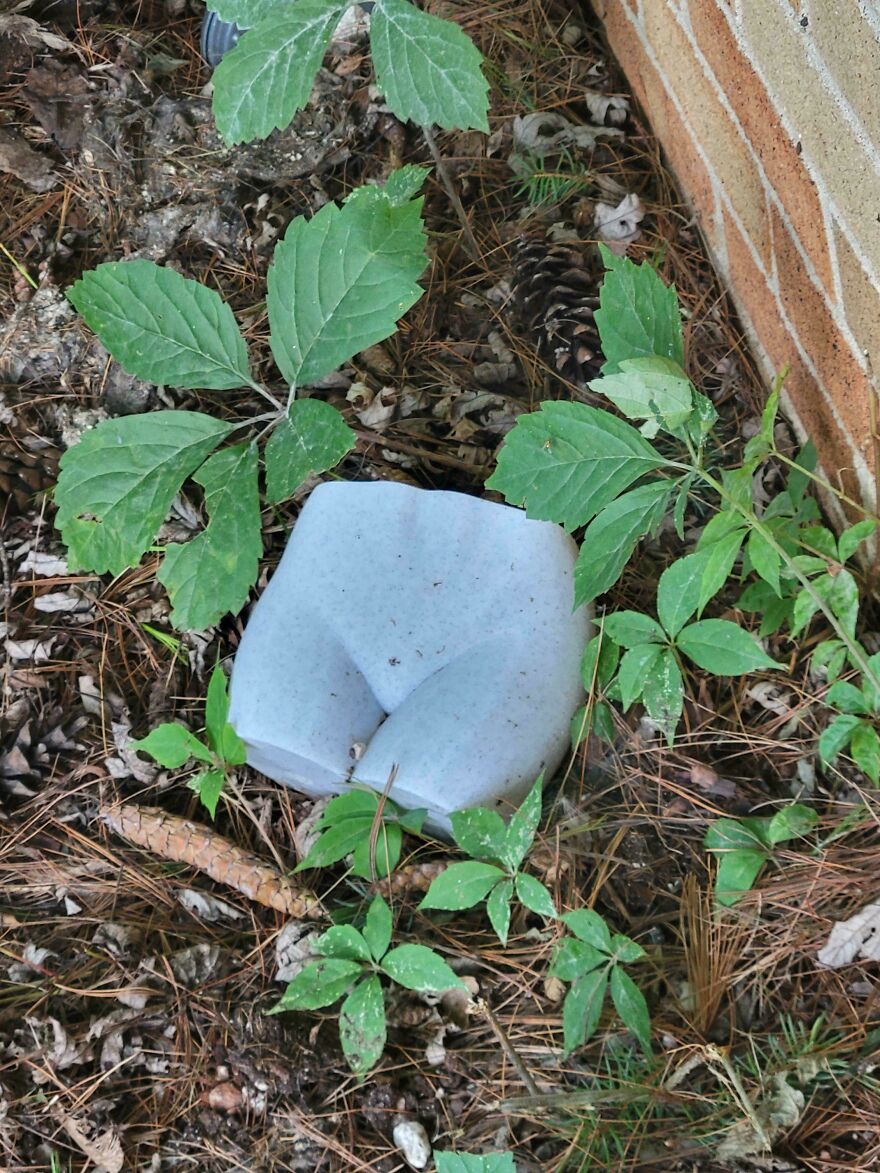 I Was Taking My Garbage Out, And I Found An Abandoned Crotch On My Porch. I Have No Idea Where It Came From