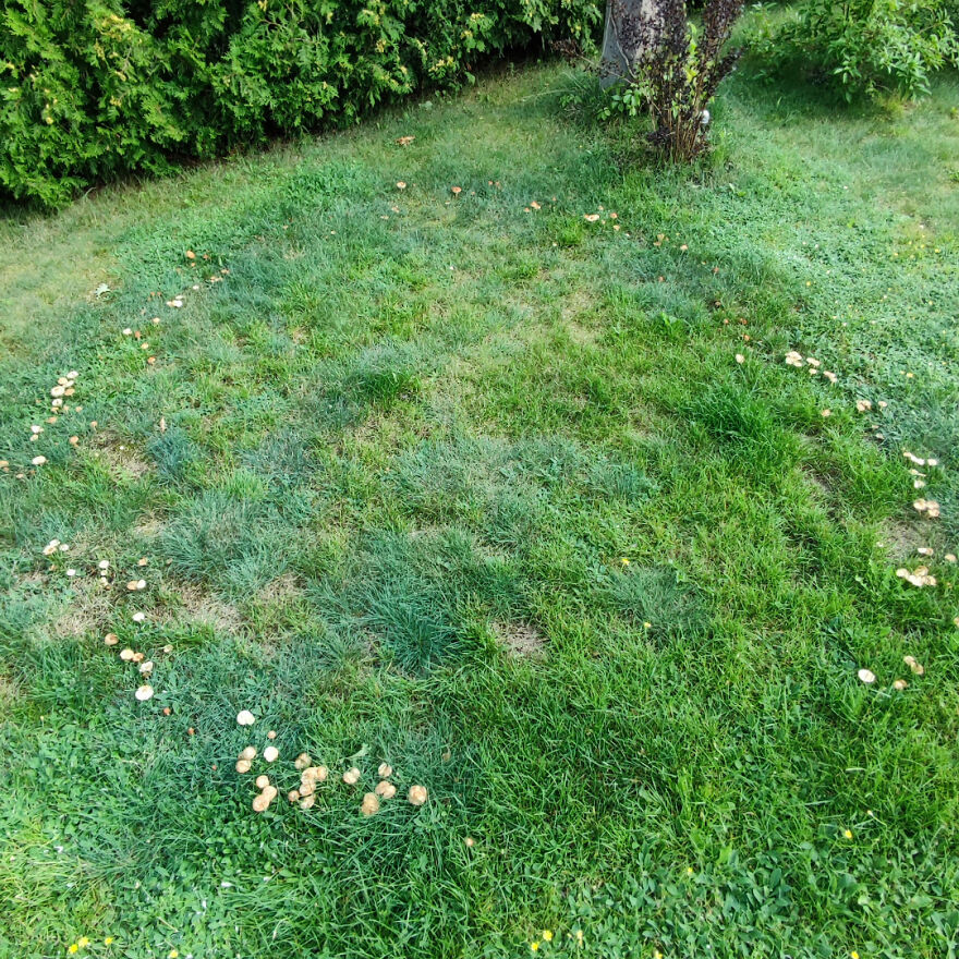 Circle Of Mushrooms In My Garden