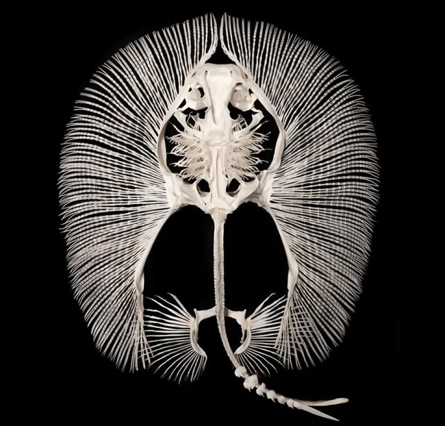 Skeleton View Of A Stingray