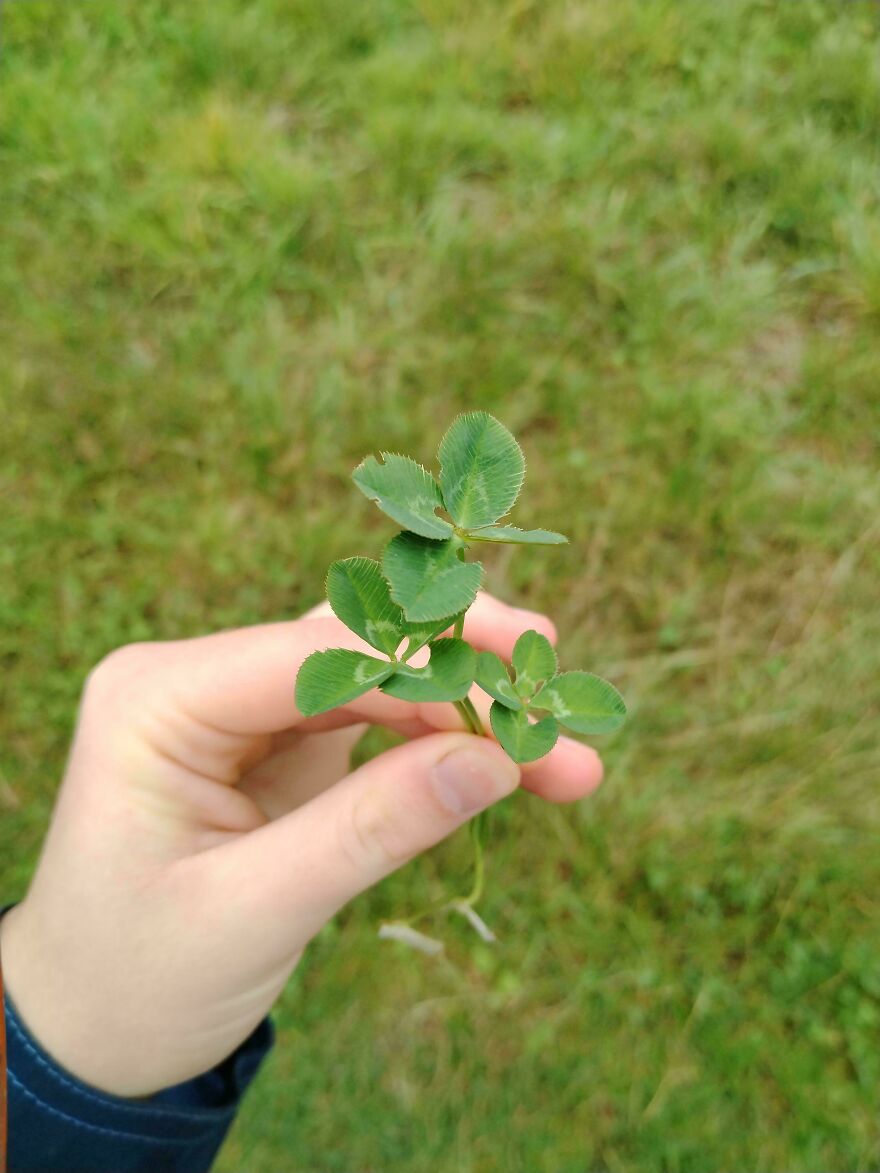 Never Found A Four Leaf Clover In My Life Before. Found Three Today