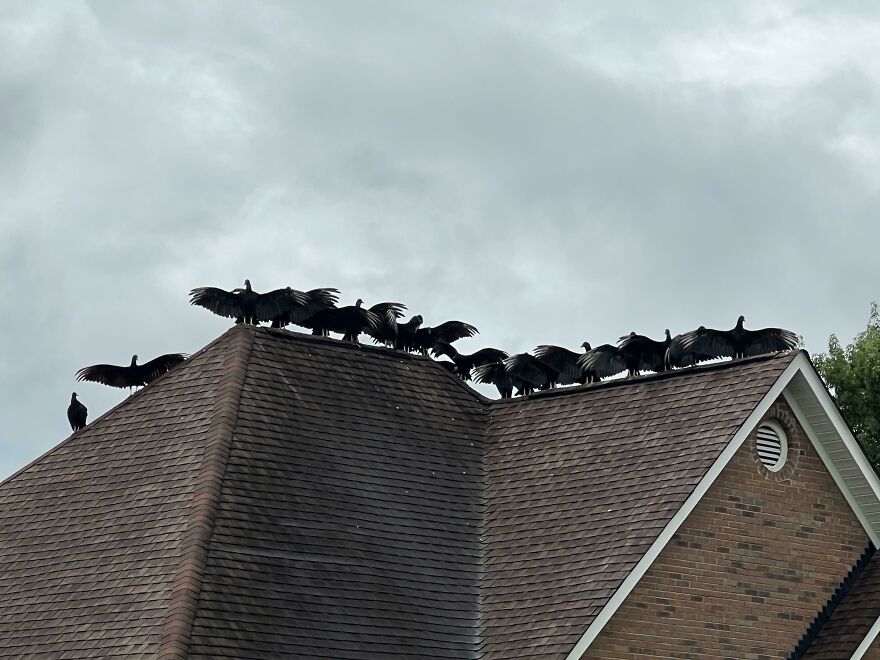 The Vultures On My Neighbors Roof