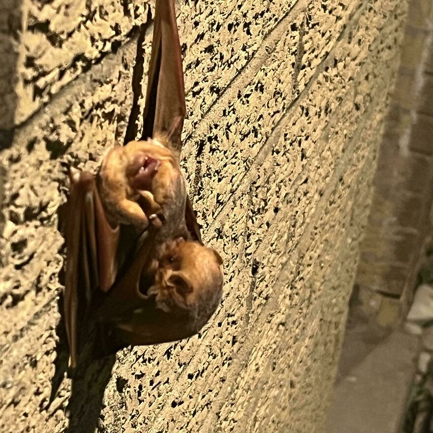 Excuse Me, What Are These Bats Doing Outside My Apartment?