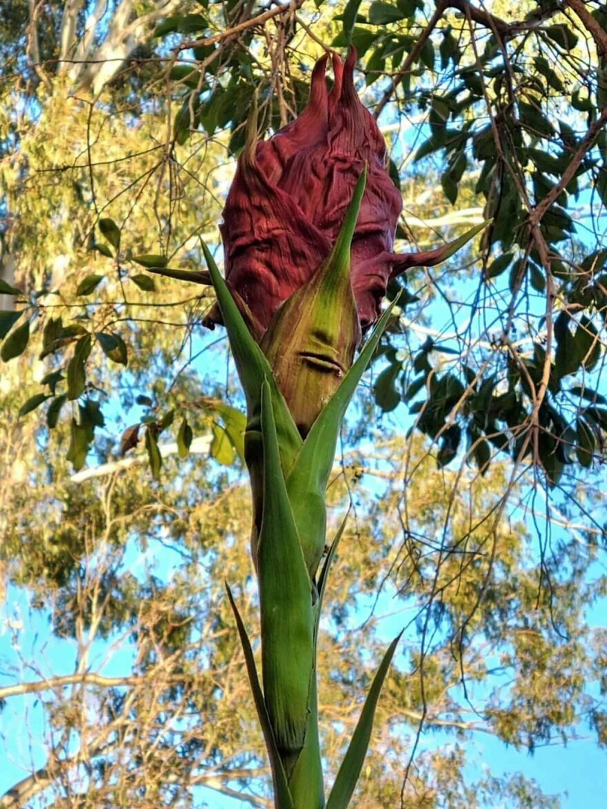 Flower With Weird "Face"