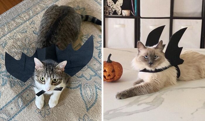  Let Your Kitty Join In On The Halloween Fun With These Adorable Cat Bat Wings 