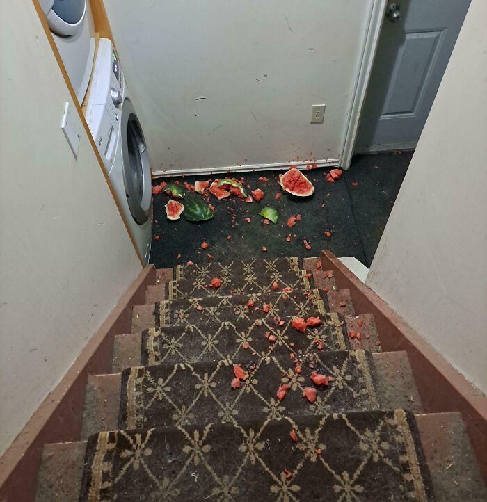 Rearranging Fridge, Watermelon Rolled Out. I Ignored Thinking I'd Grab It In A Second. It Continued To Roll Down The Nearby Staircase