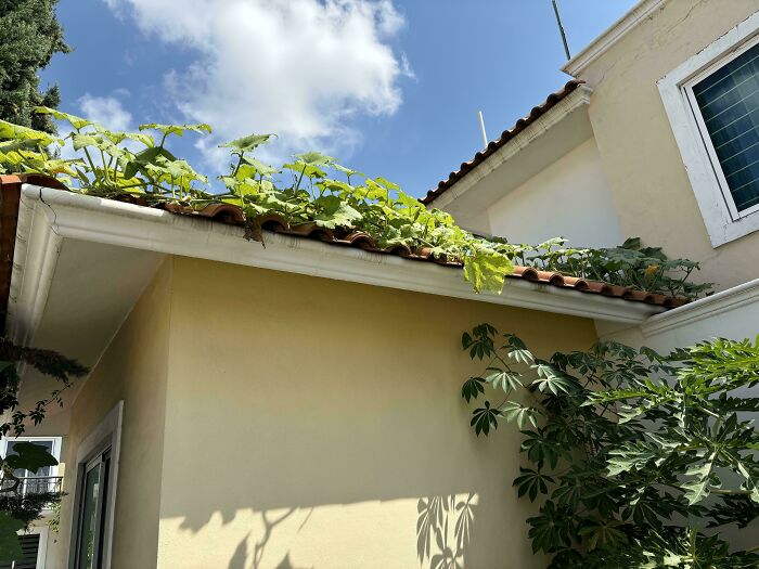 Mildly interesting: Green plants growing along the edge of a house roof under a blue sky.